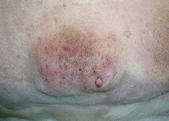 Dişi Köpekte Meme Tümörü