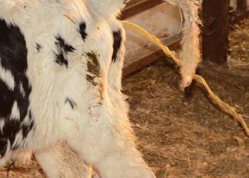 Enfeksiyöz Olmayan Nedenlere Bağlı Buzağı Kayıpları Neden Kaynaklanır ve Çözümü İçin Neler Yapılmalıdır?