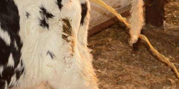 Enfeksiyöz Olmayan Nedenlere Bağlı Buzağı Kayıpları Neden Kaynaklanır ve Çözümü İçin Neler Yapılmalıdır?