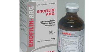 Enofilin ARG