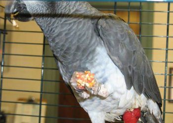 Evcil Kuşlarda Papillomatosis Enfeksiyonu