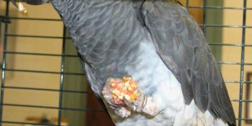 Evcil Kuşlarda Papillomatosis Enfeksiyonu