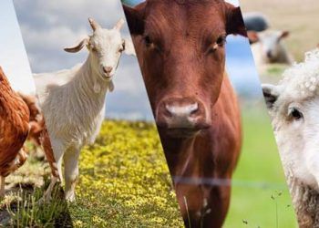 Hayvancılıkta Profesyonellik