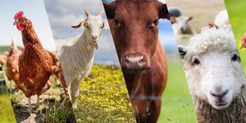 Hayvancılıkta Profesyonellik