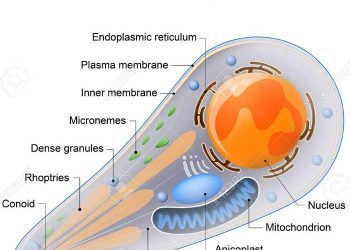 Hayvanlarda Toksoplazmoz