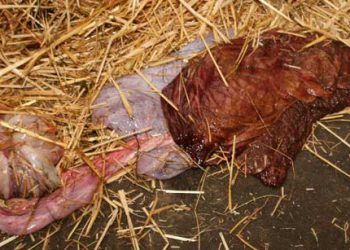 İneklerde Doğum Süresi Retentio Secundinarum Şansını Etkiler Mi?