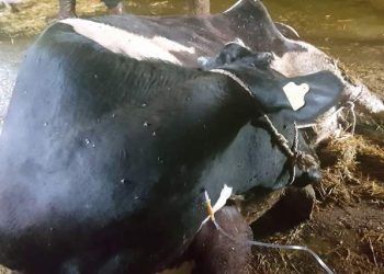 İneklerde Hipokalsemi Riskini Azaltmak Mümkün Mü?