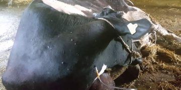 İneklerde Hipokalsemi Riskini Azaltmak Mümkün Mü?