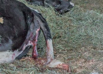 İneklerde Metritisler için risk faktörleri nelerdir?