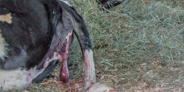 İneklerde Metritisler için risk faktörleri nelerdir?