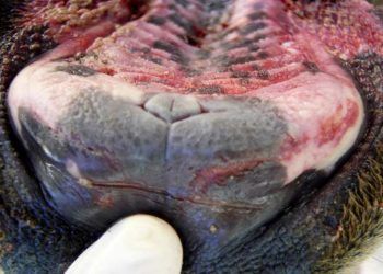 İneklerin Ağızlarında Yara