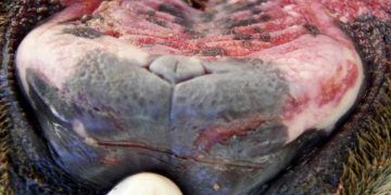 İneklerin Ağızlarında Yara