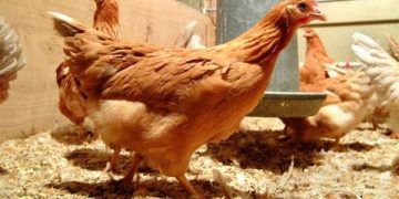 İskoç uzmanlar 'kanser ilaçları yumurtlayan' tavuk yetiştirdi