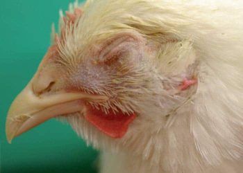 Kanatlılarda İnfeksiyöz Koriza