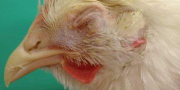 Kanatlılarda İnfeksiyöz Koriza