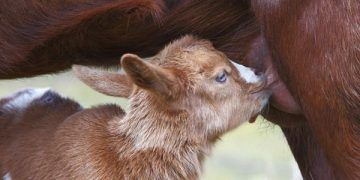 Keçi Sütünün Mikrobiatası