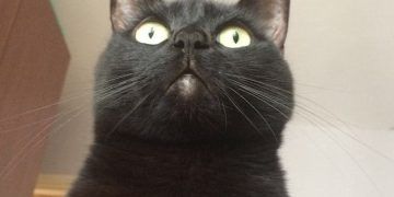 Kediler Evcilleştikten Sonra Büyüyen Tek Hayvan Olabilir