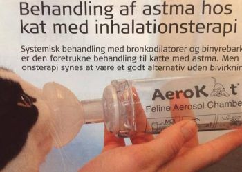 Kedilerde inhalasyon yoluyla astım tedavisi