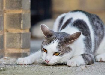 Kedilerde Toxoplasmosis