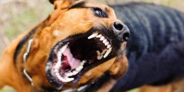 Köpek Tarafından Isırılırsak Ne Yapmalıyız!