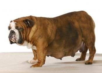 Köpeklerde Gebeliğin Sonlandırılması