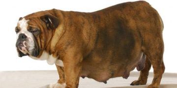 Köpeklerde Gebeliğin Sonlandırılması
