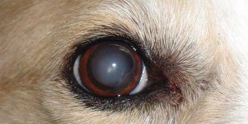 Köpeklerde Herpes Virus Enfeksiyonları