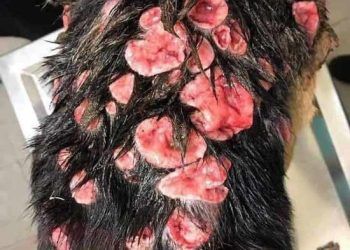 Köpeklerde Transmissible Venereal Tümör (TVT)