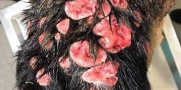 Köpeklerde Transmissible Venereal Tümör (TVT)