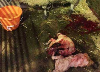 Koyunlar Neden Düşük Yapar?