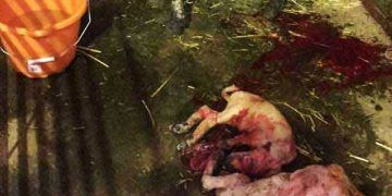 Koyunlar Neden Düşük Yapar?