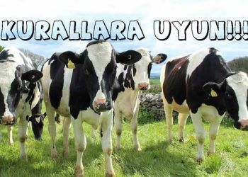 Kurallara Uymalıyız