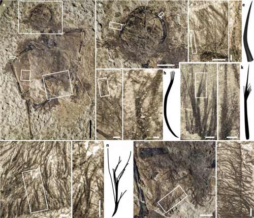 Yanliao Biotasında fosilleşmiş pterozor piknofiberleri arasında basit boş bir tüpü andıran Tip 1 (e) ve daha karmaşık olan üç başka çeşit bulunuyor ve bunlar gerçek kuş tüylerine benzer şekilde dallanan bir yapı sergiliyor (h, k, n). (Telif: Baoyu Jiang, Michael Benton et al./Nature Ecology & Evolution)