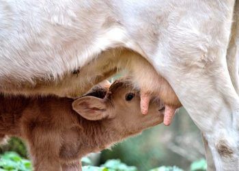 Mastitis tedavisi gören ineklerin sütleri buzağılara verilmeli mi?