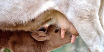 Mastitis tedavisi gören ineklerin sütleri buzağılara verilmeli mi?