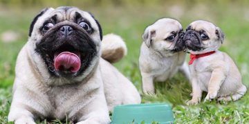 Pug Köpek Irkı