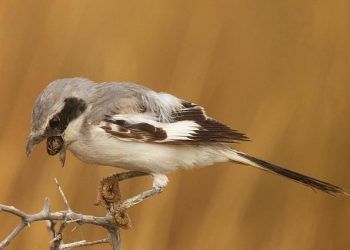 Regürgitasyon Nedir?