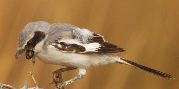 Regürgitasyon Nedir?