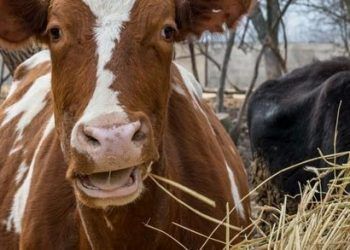 Tedaviye Dirençli Tip 2 Ketozis