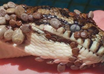 Üzerine 500 kene yapışan yılan kurtarıldı