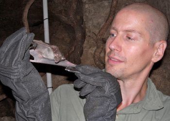 Vampir Yarasa Zehrinden Yeni İlaçlar Geliştirilebilir mi?