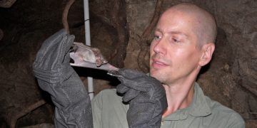 Vampir Yarasa Zehrinden Yeni İlaçlar Geliştirilebilir mi?