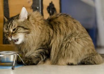 Yemek Borusu Felci Nedir?