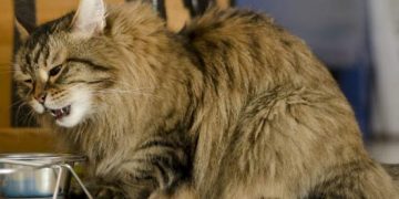 Yemek Borusu Felci Nedir?