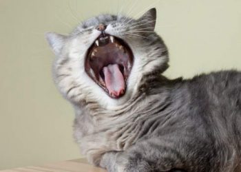 Yemek Borusu Fistülü Nedir?