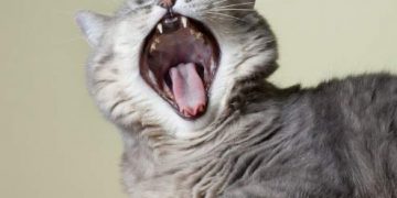 Yemek Borusu Fistülü Nedir?