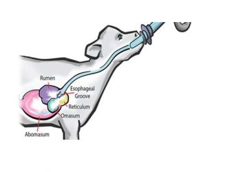 Yemek Borusu Oluğu Nedir?