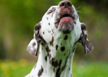 Yemek Borusu Osteosarkomu Nedir?