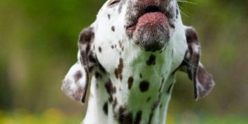 Yemek Borusu Osteosarkomu Nedir?