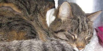 Yemek Borusu Spazmı Nedir?